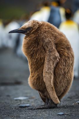 Download An Oakum Boy Juvenile King Penguin Journal: 150 Page Lined Notebook/Diary -  file in PDF