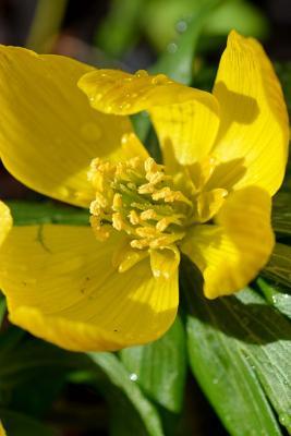 Read Online Winterling Buttercup Flower Eranthis Hyemalis Journal: Take Notes, Write Down Memories in This 150 Page Lined Journa -  | ePub