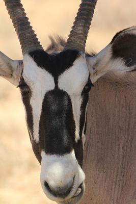 Read Gemsbok Antelope Journal: 150 Page Lined Notebook/Diary -  file in PDF