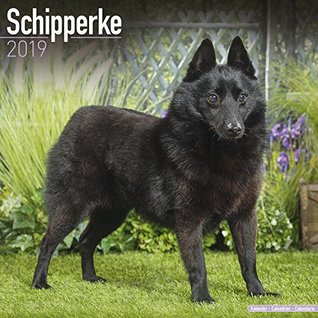 Download Schipperke Calendar - Dog Breed Calendars - 2018 - 2019 Wall Calendars - 16 Month by Avonside -  | PDF