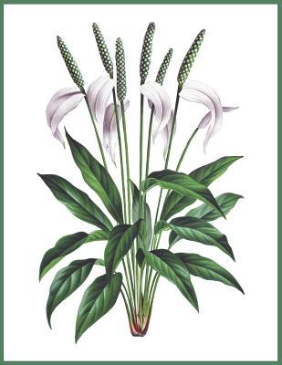 Read Online Notebook Peace Lily: Blank journal. 150 pages, Soft cover, A4  (21.59 x 27.94 cm) 8,5 x 11 inch - 3jt Publishing file in ePub